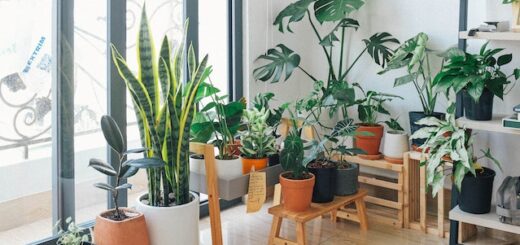 A room full of green plants representing a home with biophilic design
